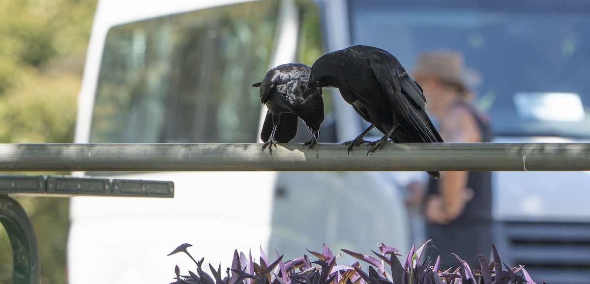 ミナミコワタリガラス - ML645919280