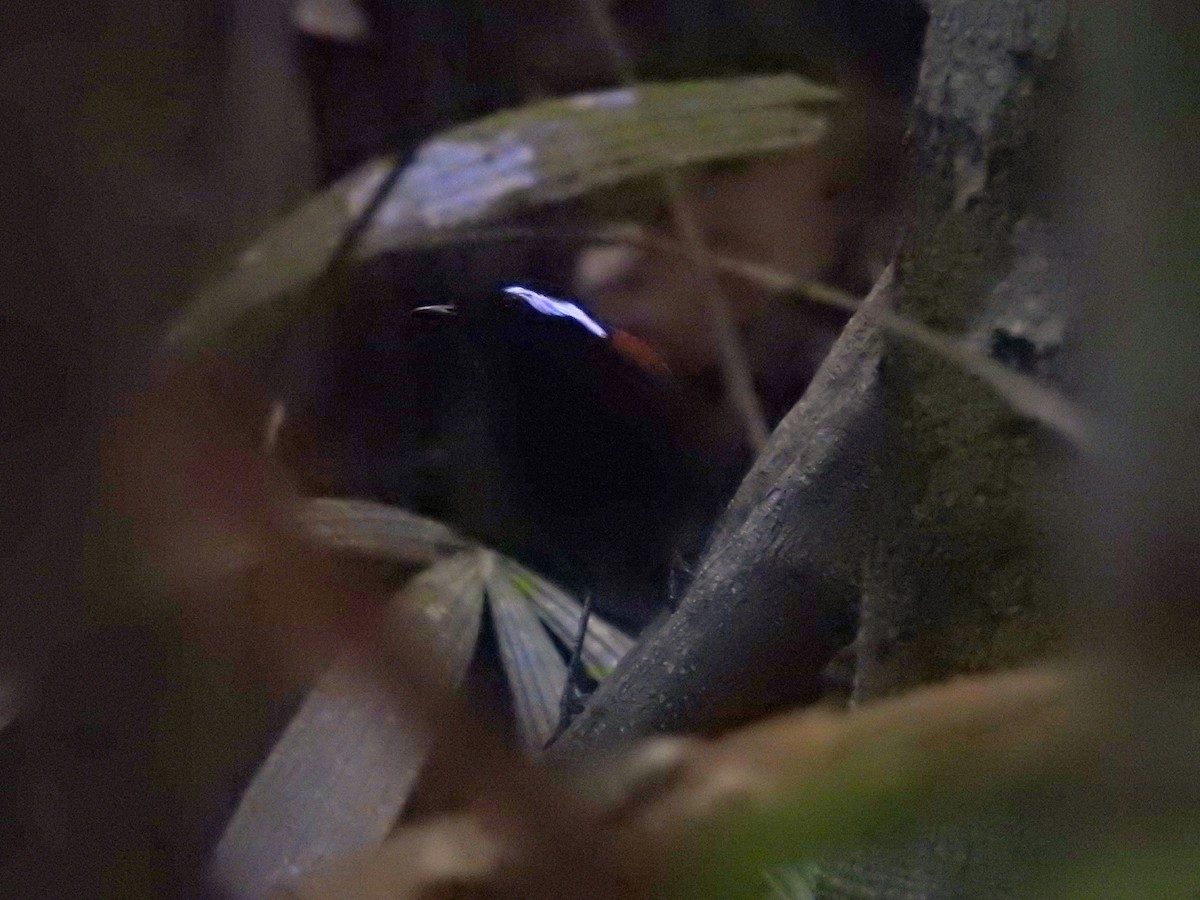 Black-bellied Gnateater - ML645919281