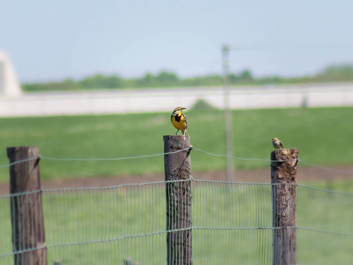 Eastern Meadowlark - ML645919282