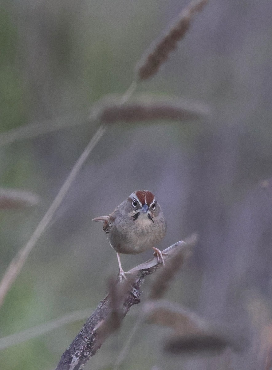 Rufous-crowned Sparrow - ML645919283