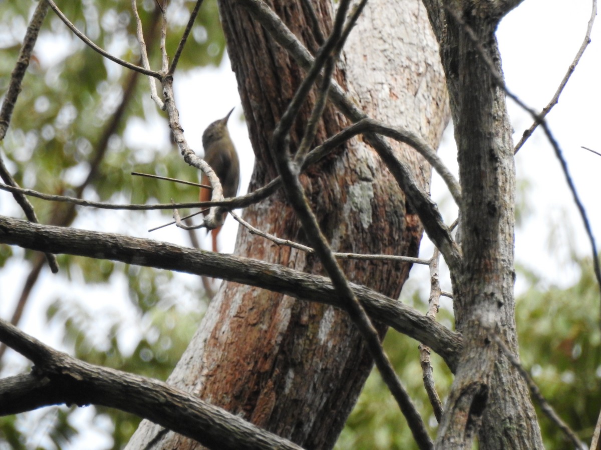 Olivaceous Woodcreeper - ML645919286