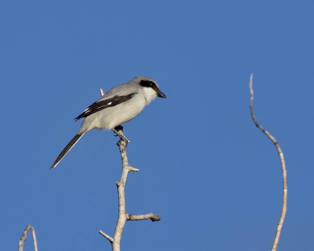 Loggerhead Shrike - ML645919290