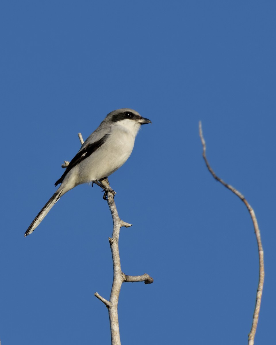 Loggerhead Shrike - ML645919291