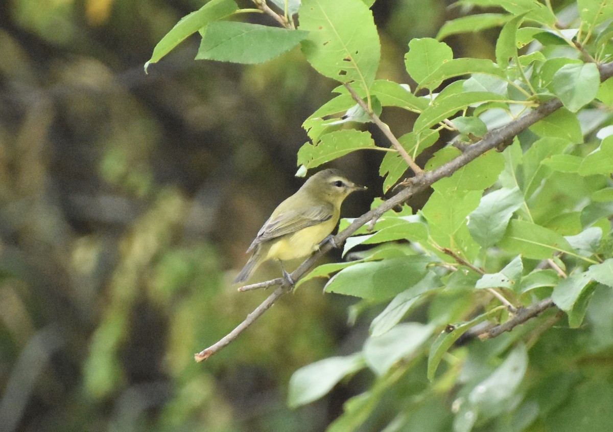 Bireo filadelfiarra - ML645919294