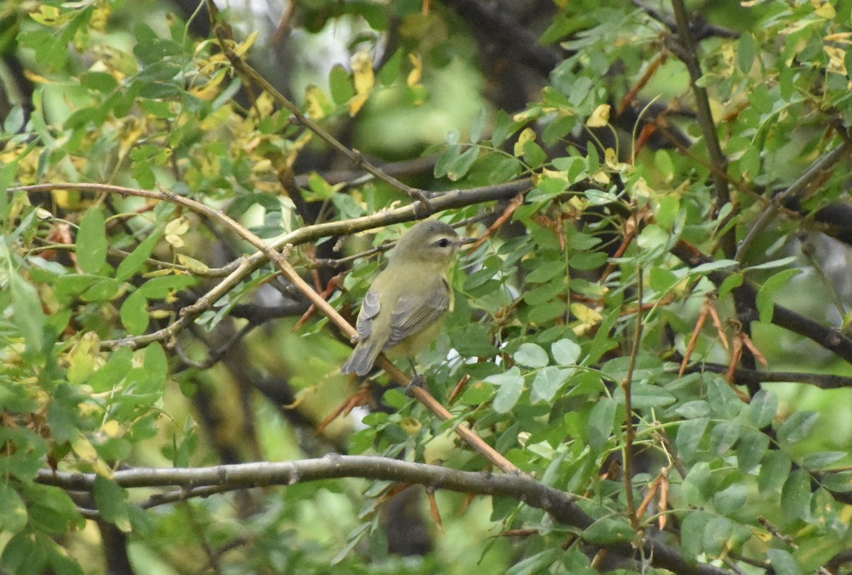 Bireo filadelfiarra - ML645919295