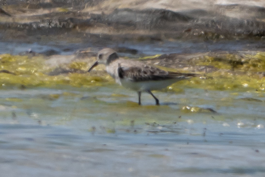 Little Stint - ML645919302