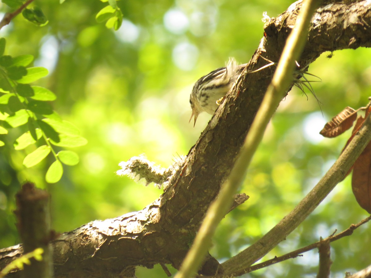 Black-and-white Warbler - ML645919303