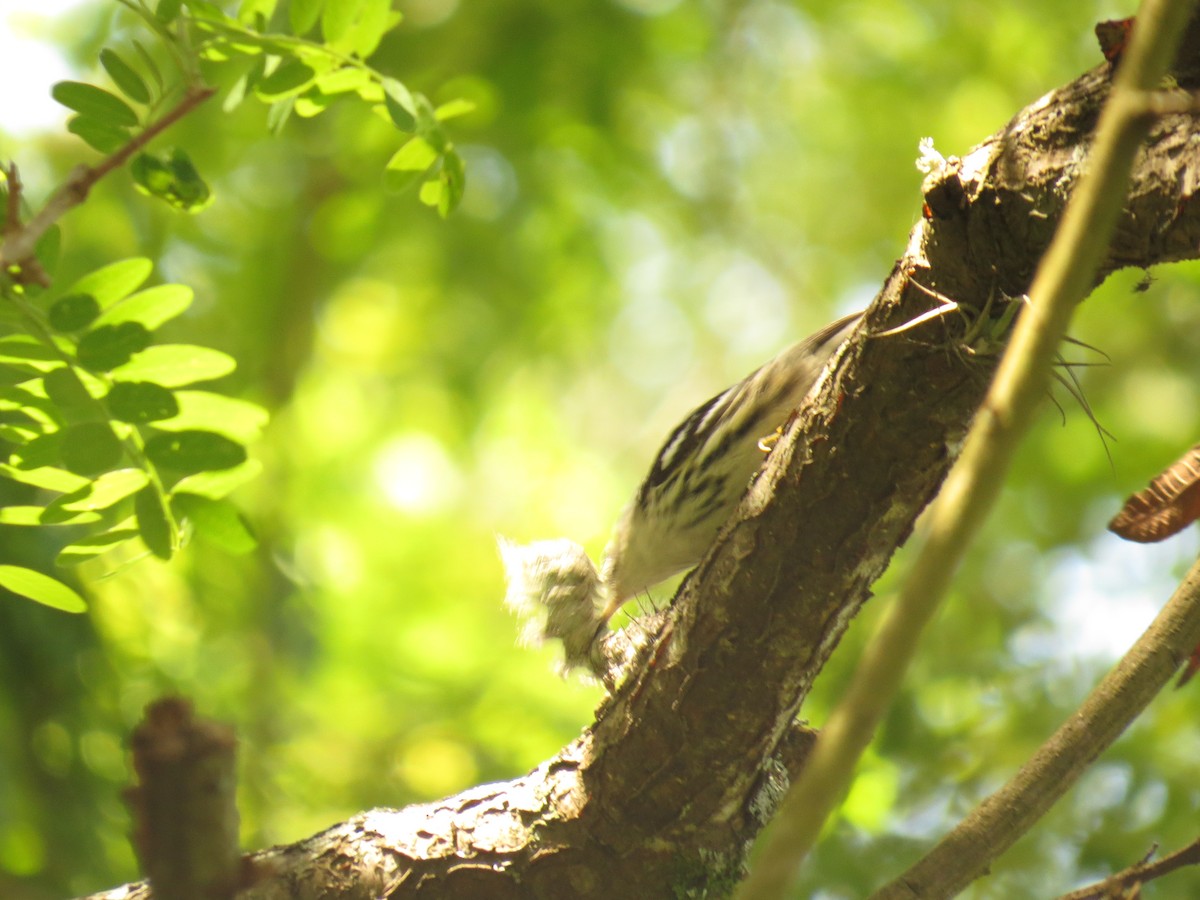 Black-and-white Warbler - ML645919304