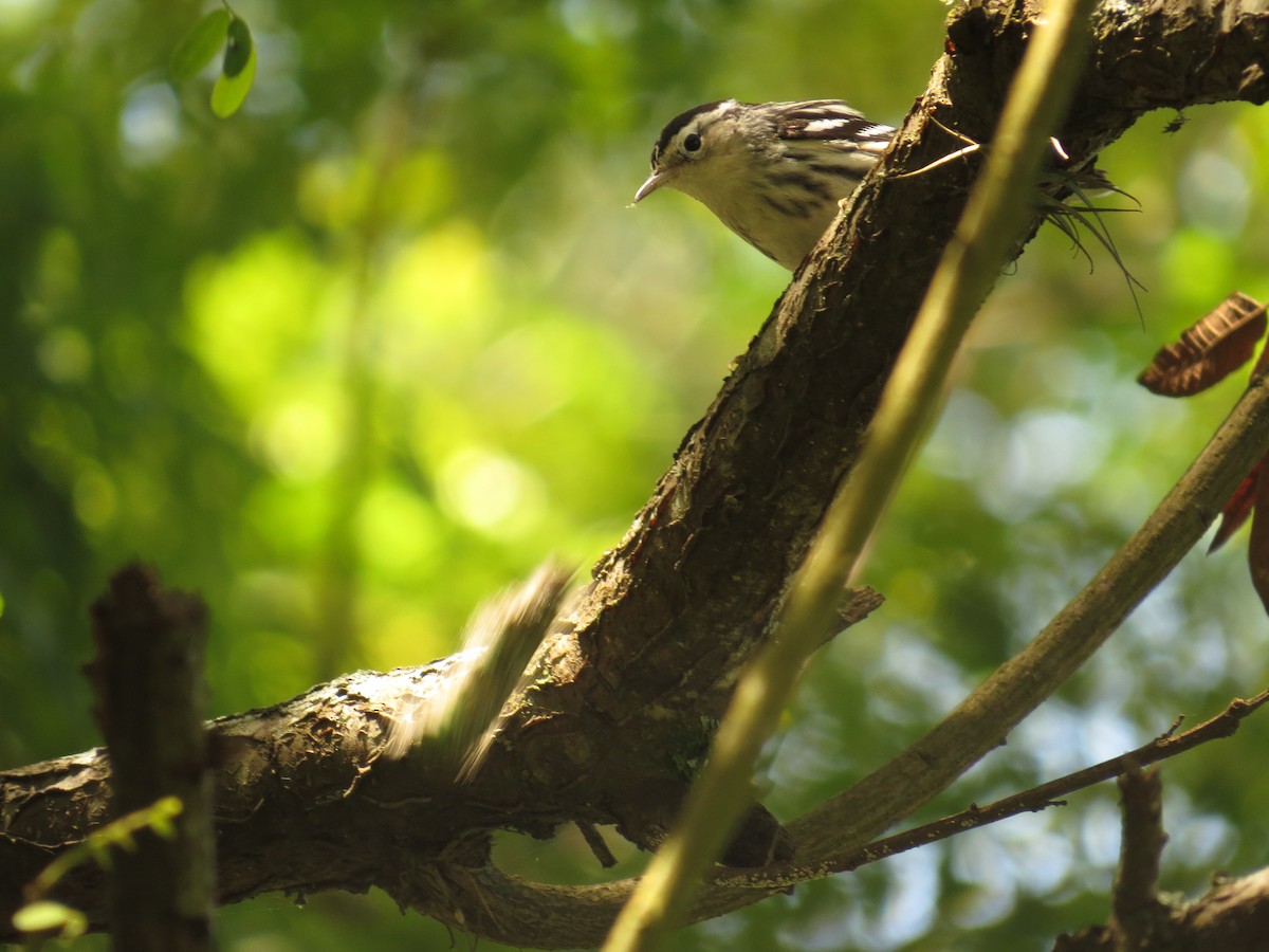 Black-and-white Warbler - ML645919305