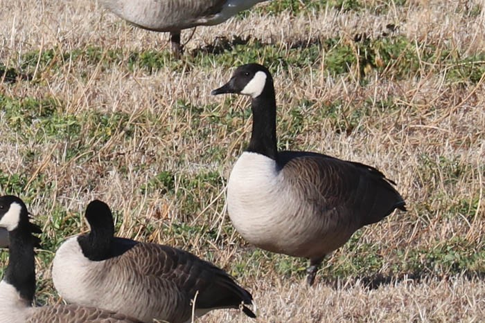 Canada Goose - ML645919309