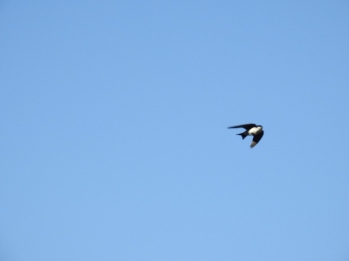 Ak Sokumlu Kırlangıç - ML645919310