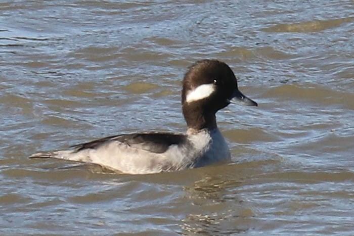Bufflehead - ML645919311