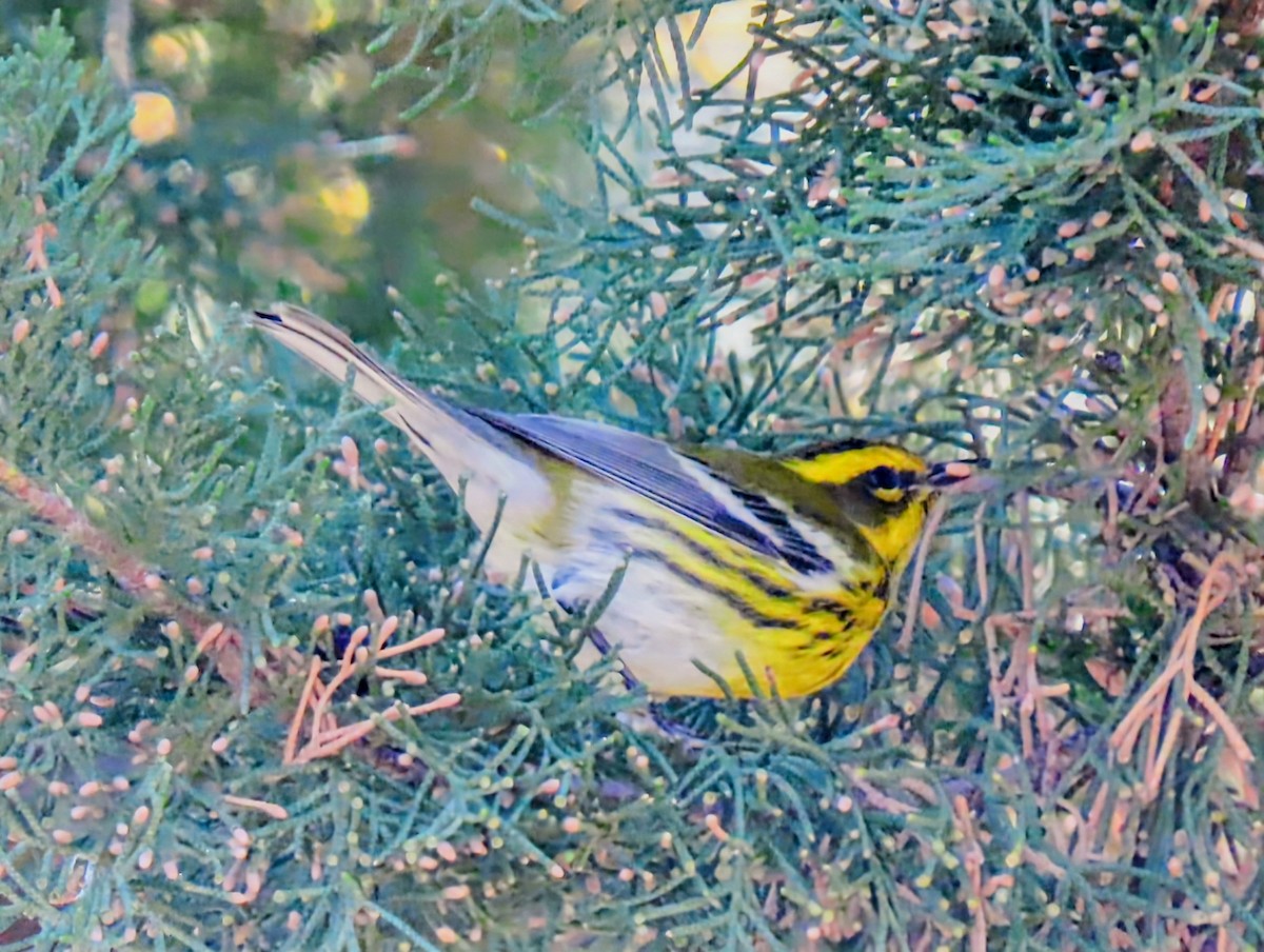 Townsend's Warbler - ML645919314