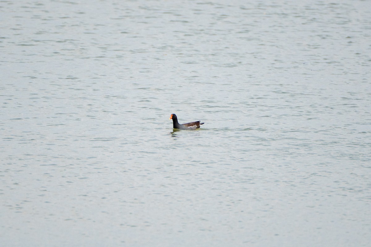 slípka americká - ML645919325