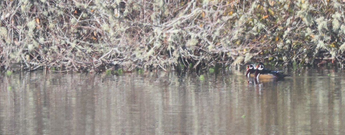 Wood Duck - ML645919327