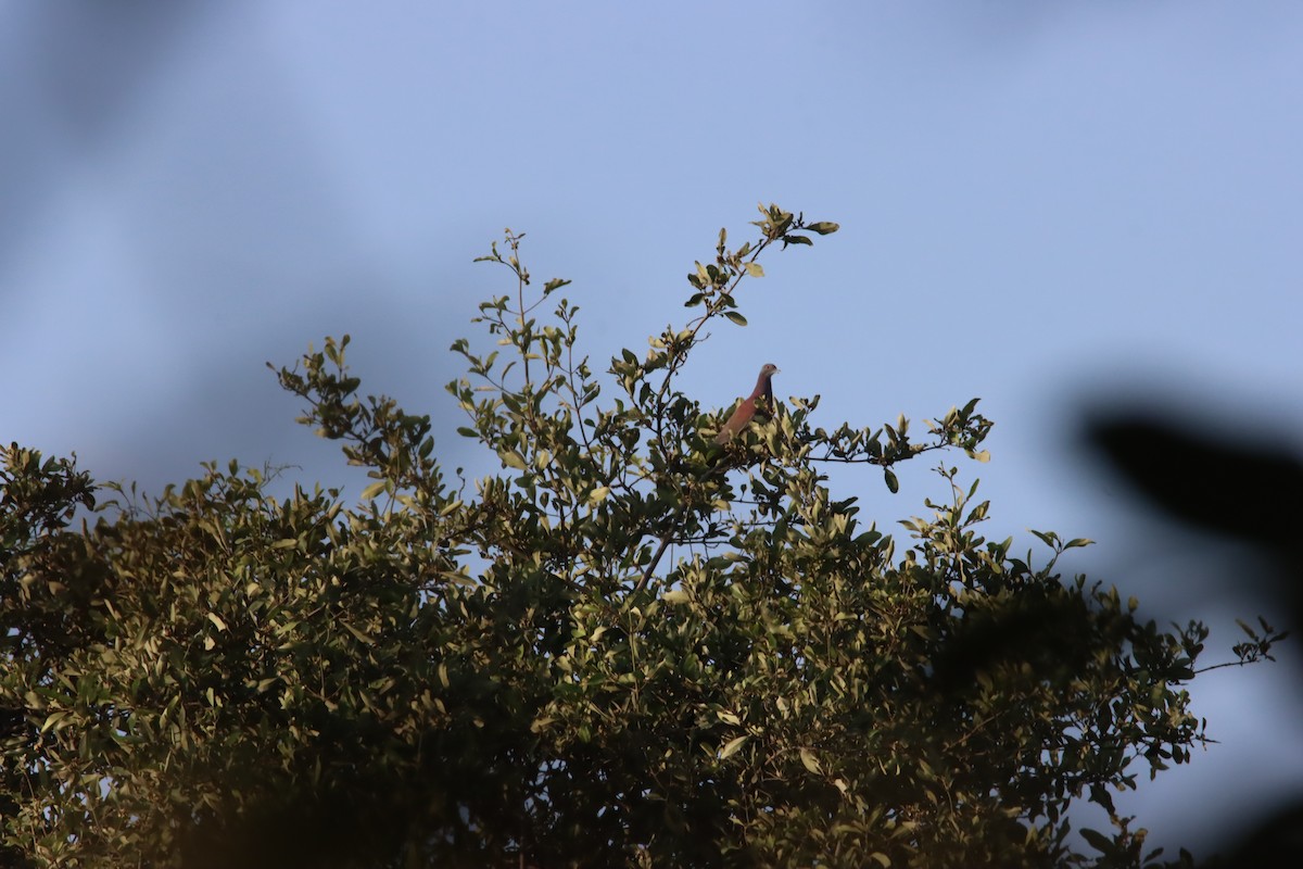 Paloma Colorada - ML645919329