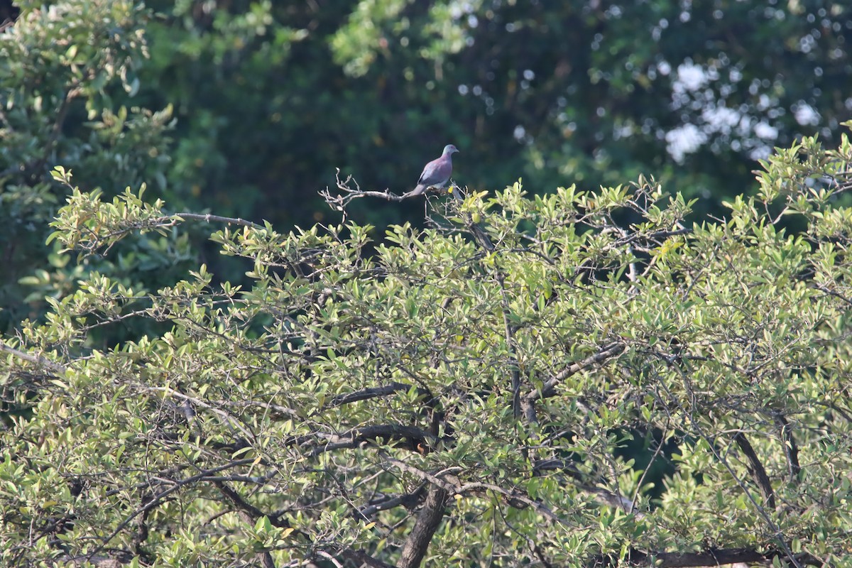 Paloma Colorada - ML645919330