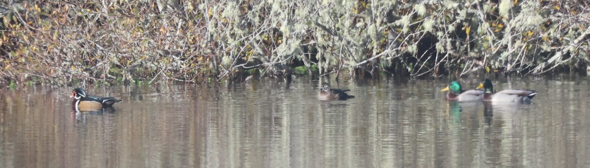 Wood Duck - ML645919333