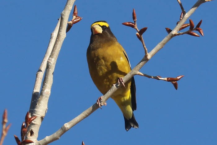 Evening Grosbeak - ML645919336