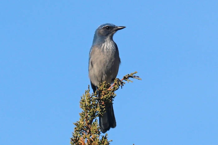 Woodhouse's Scrub-Jay - ML645919340