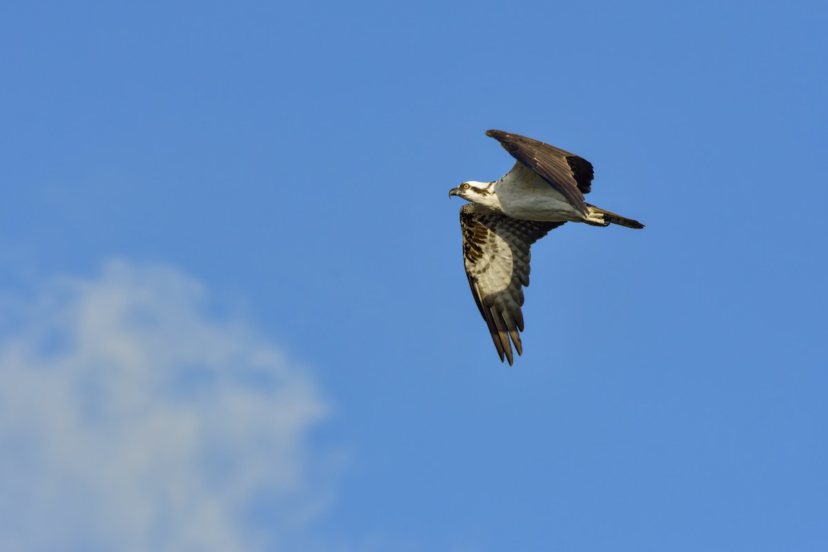 Osprey - ML645919351