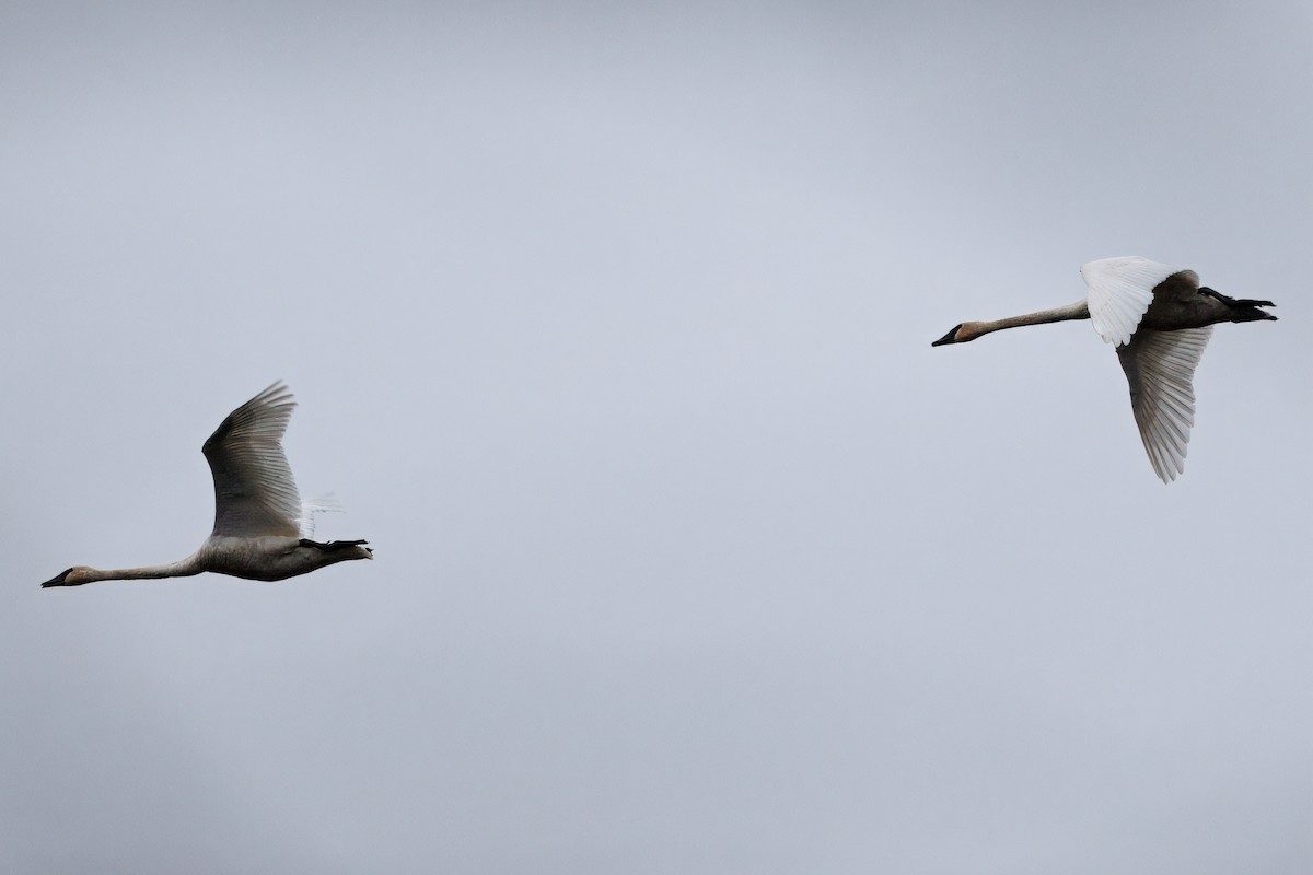 Trumpeter Swan - ML645919357