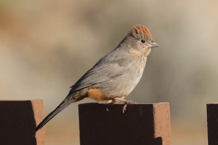 Canyon Towhee - ML645919360