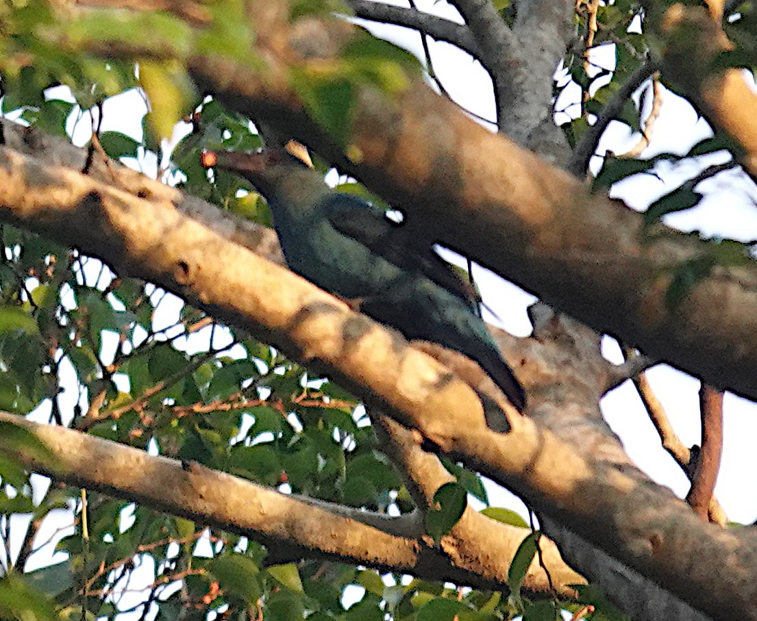 Голубая ирена - ML645919364