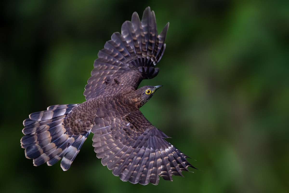 Large Hawk-Cuckoo - ML645919369