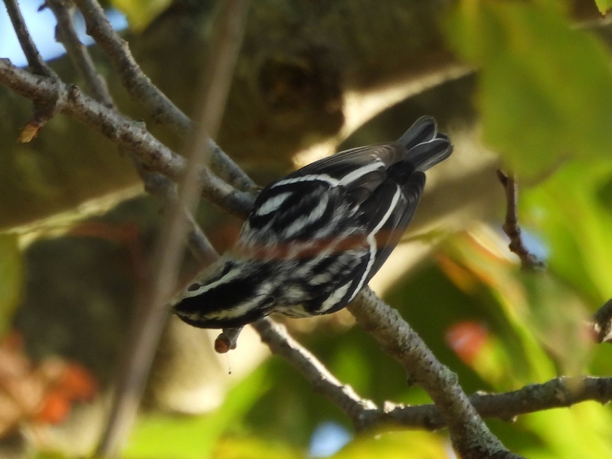 Tırmaşık Ötleğeni - ML645919370