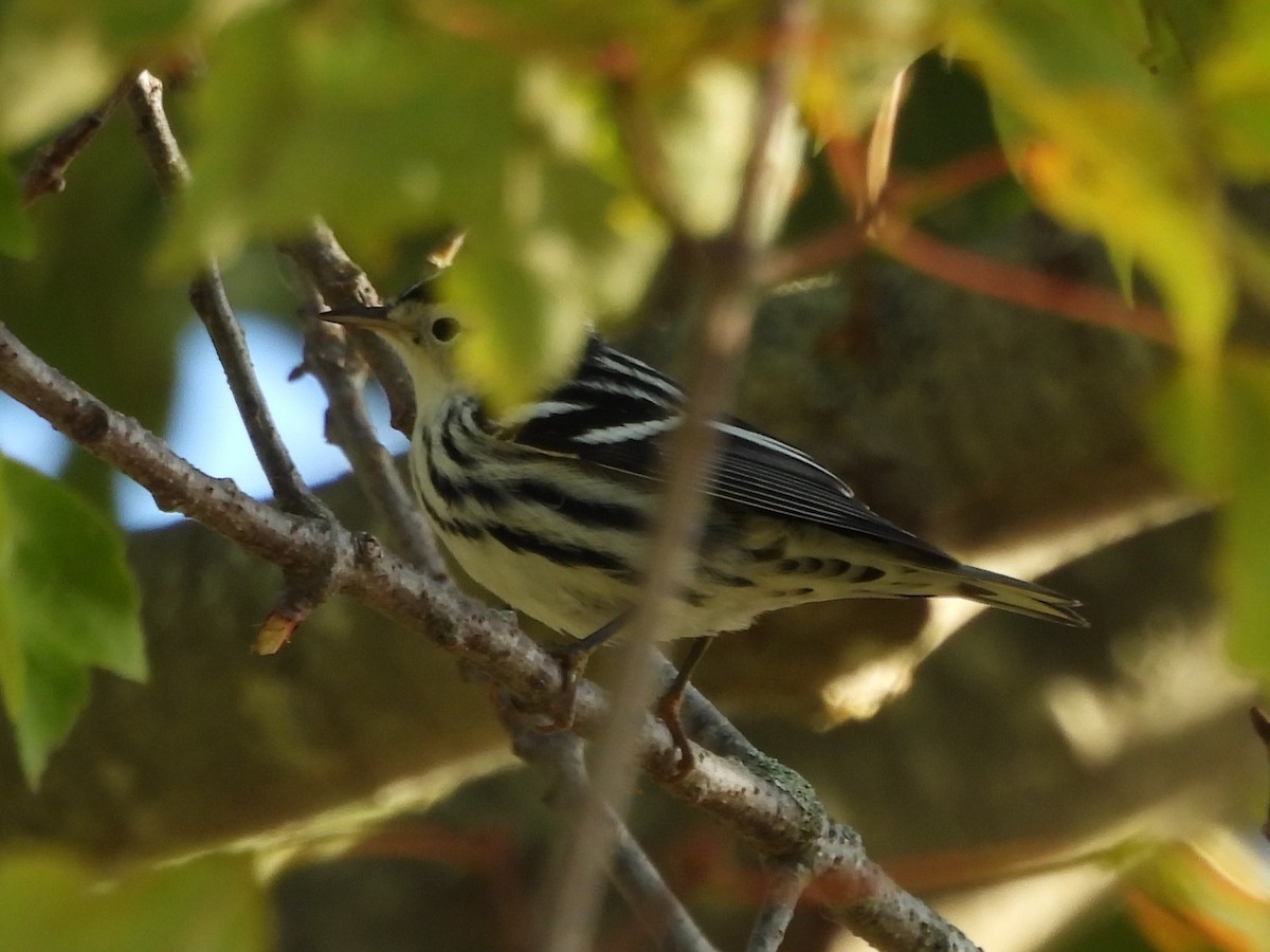 Tırmaşık Ötleğeni - ML645919371