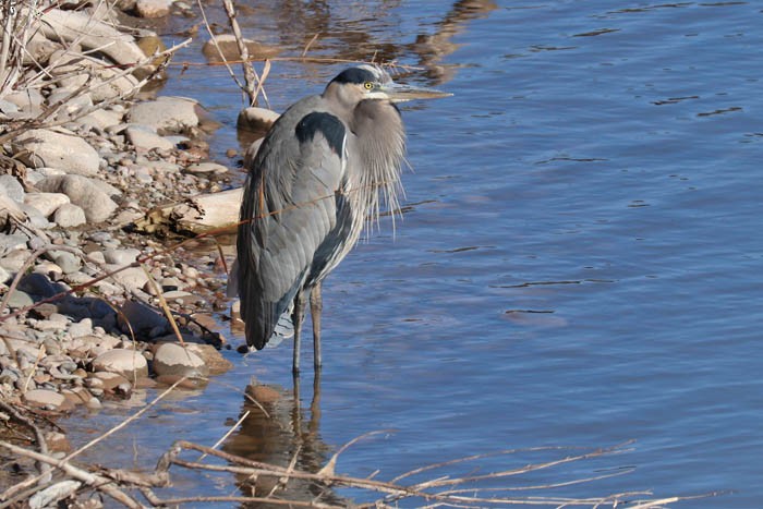 Great Blue Heron - ML645919375