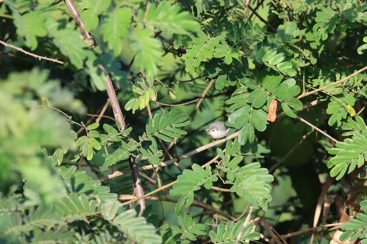 White-browed Gnatcatcher - ML645919379