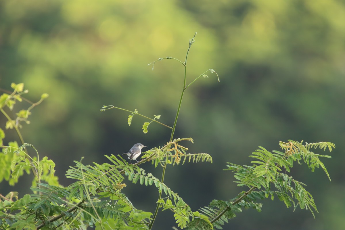 White-browed Gnatcatcher - ML645919380