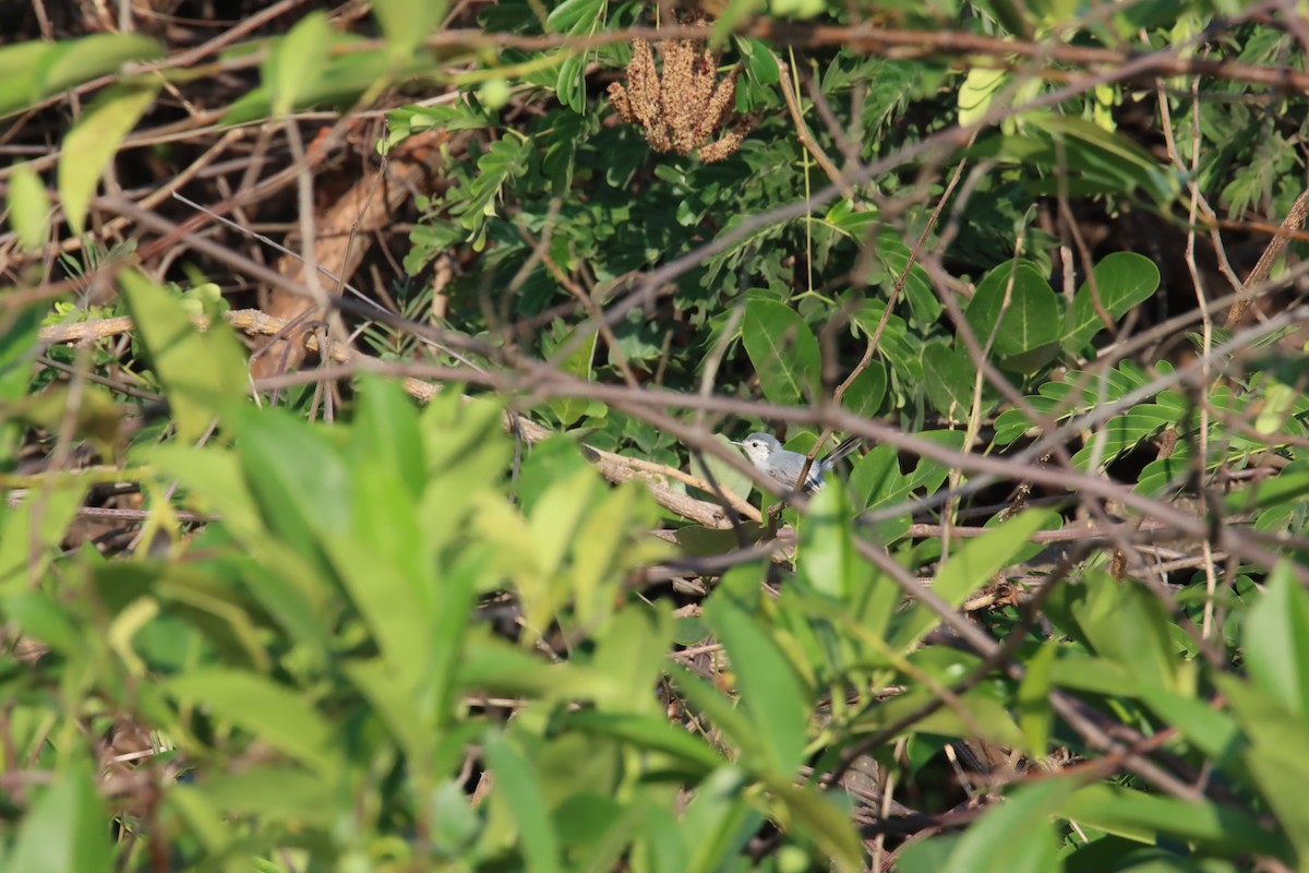 White-browed Gnatcatcher - ML645919381
