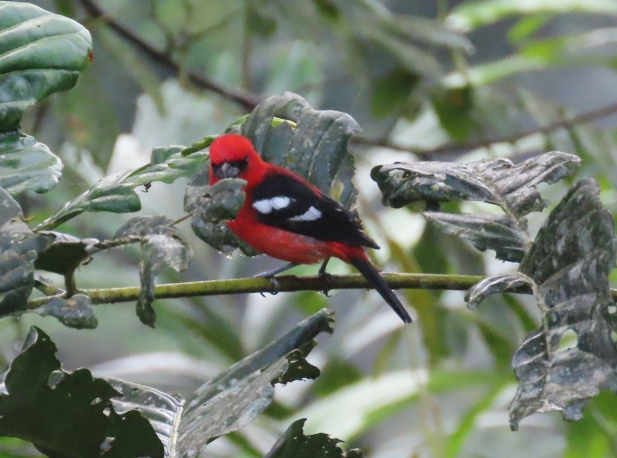 White-winged Tanager - ML645919382