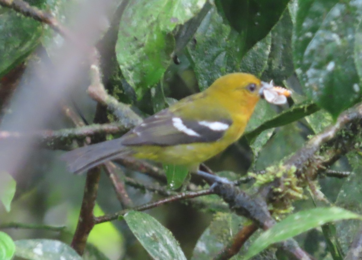 White-winged Tanager - ML645919383