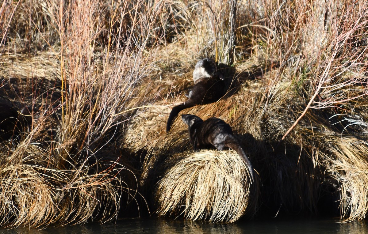 Animals - ML645919387