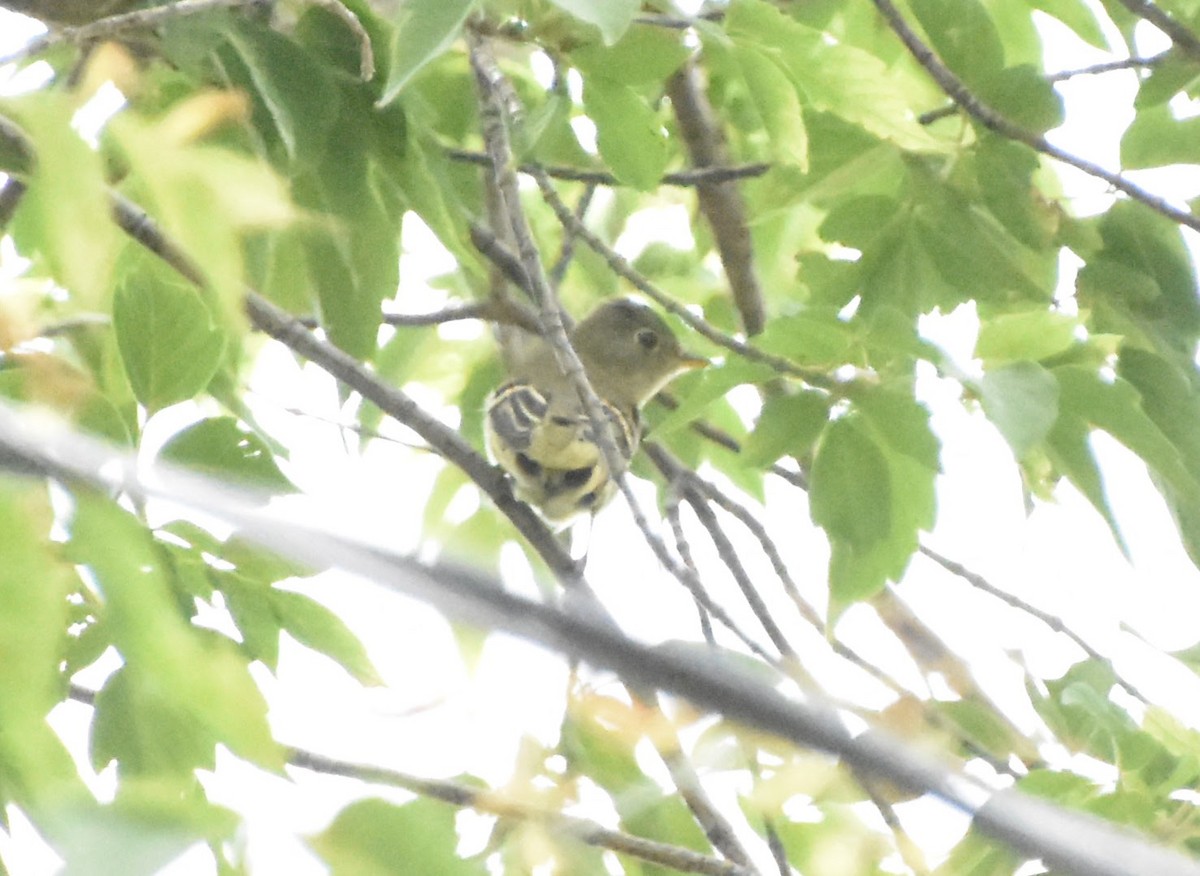 Mosquero Ventriamarillo - ML645919395