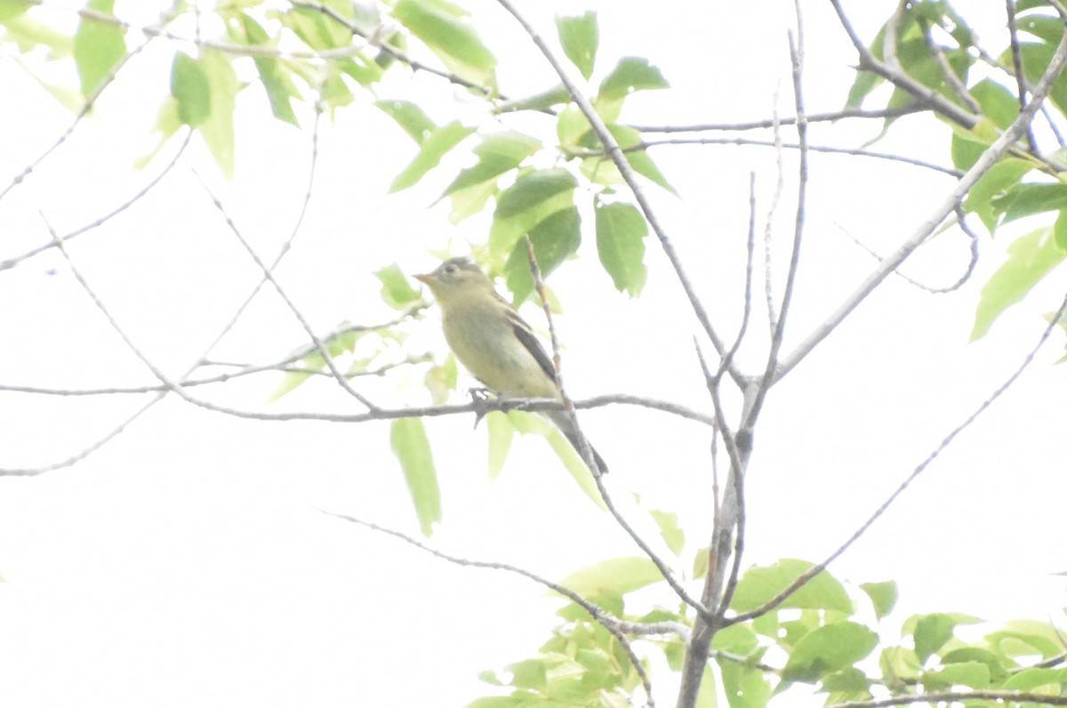 Mosquero Ventriamarillo - ML645919396