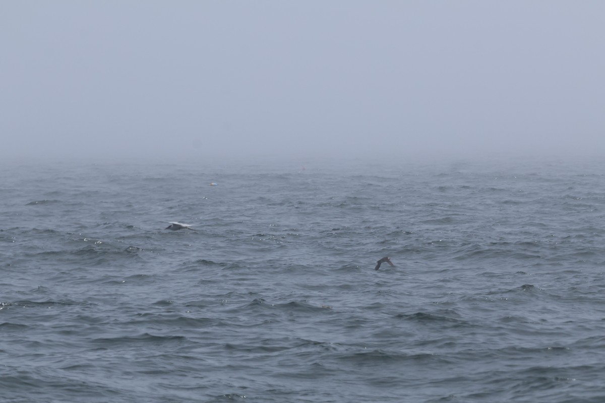 Pembe Sumru - ML645919400