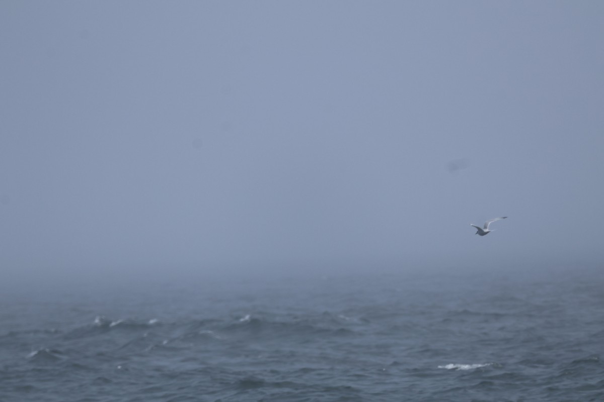 Pembe Sumru - ML645919401