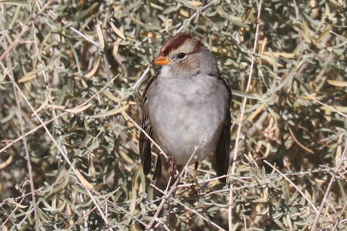 White-crowned Sparrow - ML645919402