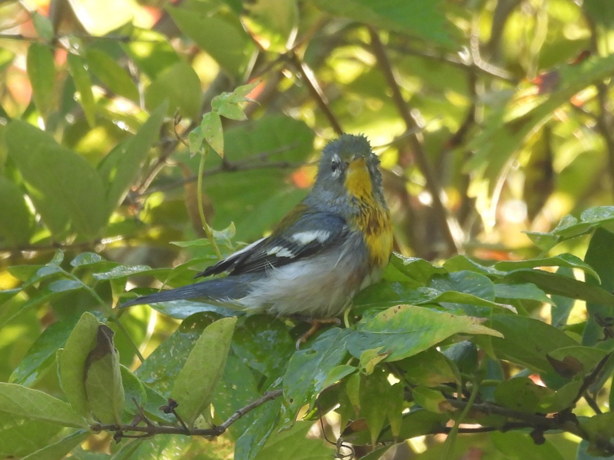 Kuzeyli Parula - ML645919404