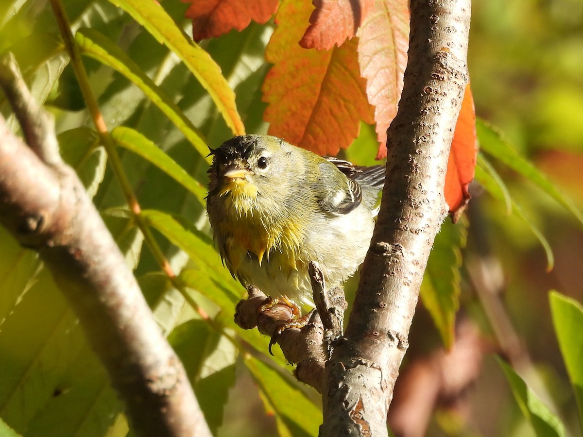 Kuzeyli Parula - ML645919405