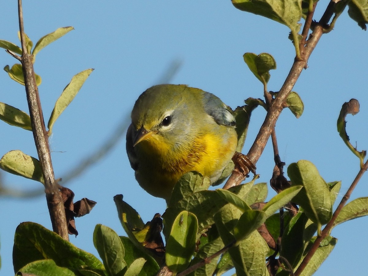 Kuzeyli Parula - ML645919406