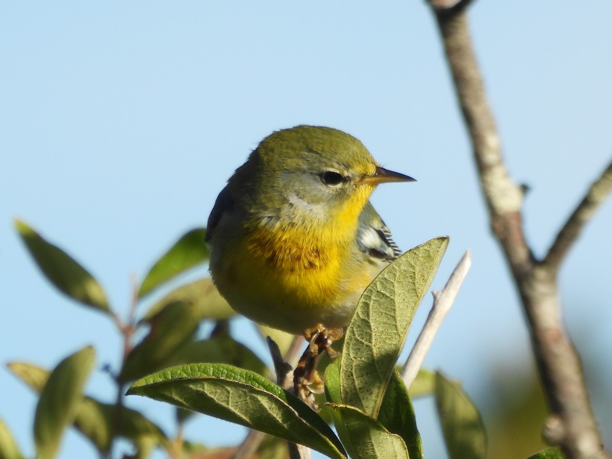 Kuzeyli Parula - ML645919407