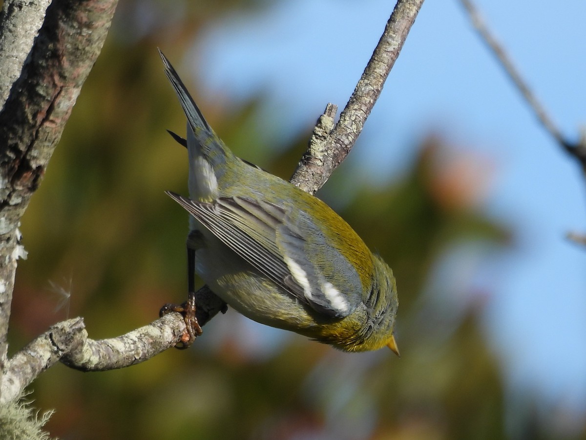 Kuzeyli Parula - ML645919408