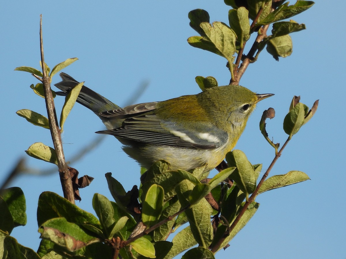 Kuzeyli Parula - ML645919409