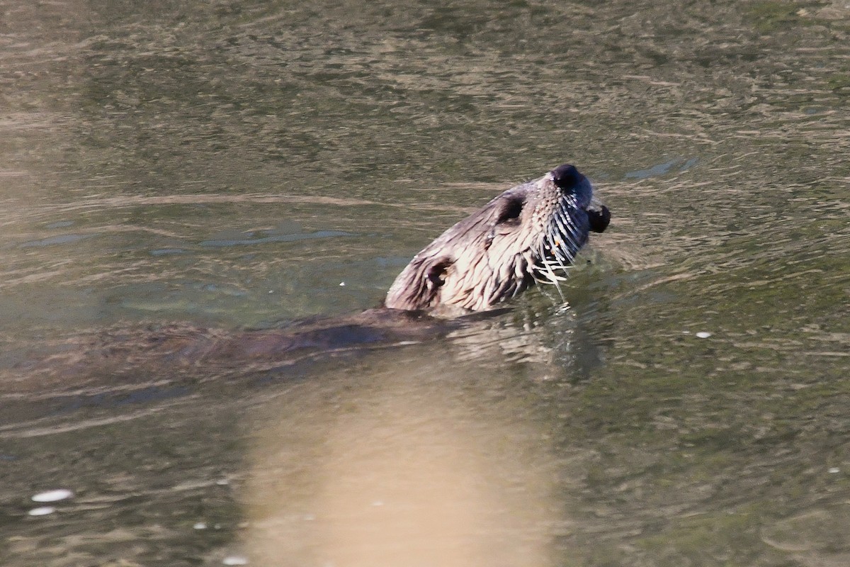 Animals - ML645919410